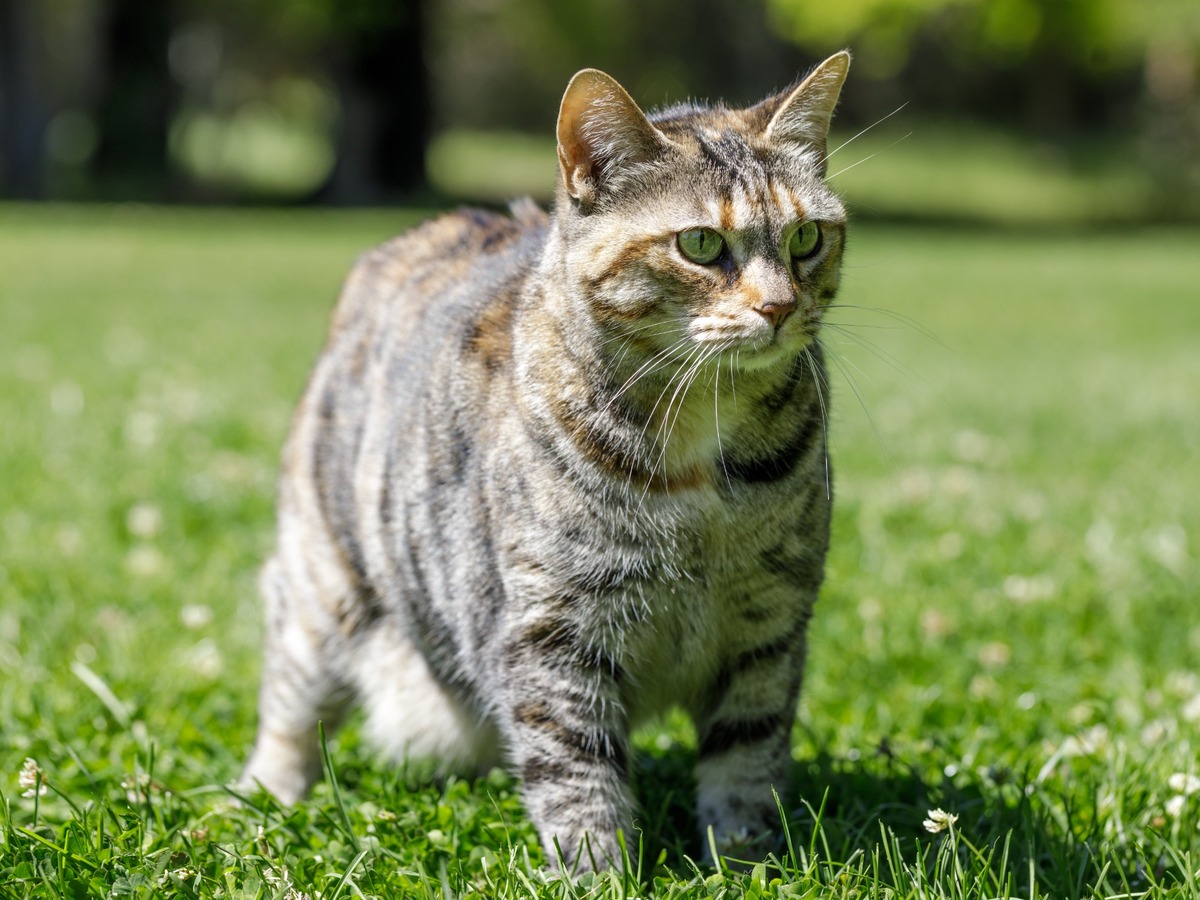 Americký bobtail při pobytu venku v zabezpečeném prostředí